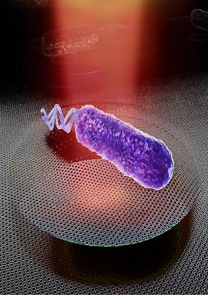 Artist’s impression of a graphene drum detecting nanomotion of a single bacterium