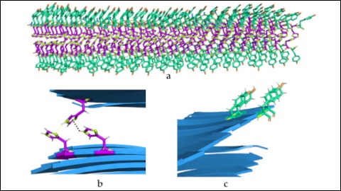 Spatial organisation of the catalytic biostructures.