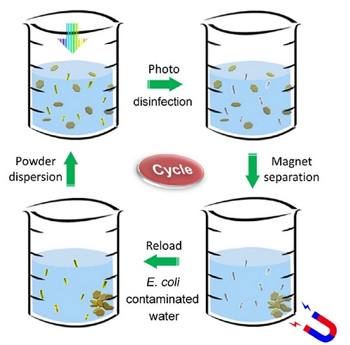 Disinfectant powder is stirred in bacteria-contaminated water (upper left). The mixture is exposed to sunlight, which rapidly kills all the bacteria (upper right). A magnet collects the metallic powder after disinfection (lower right). The powder is then reloaded into another beaker of contaminated water, and the disinfection process is repeated (lower left).