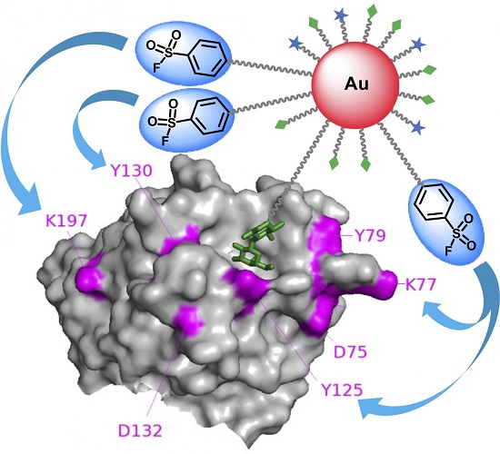 Graphical abstract that the gold nanoparticle-based affinity labeling for identifying specific carbohydrate-binding proteins