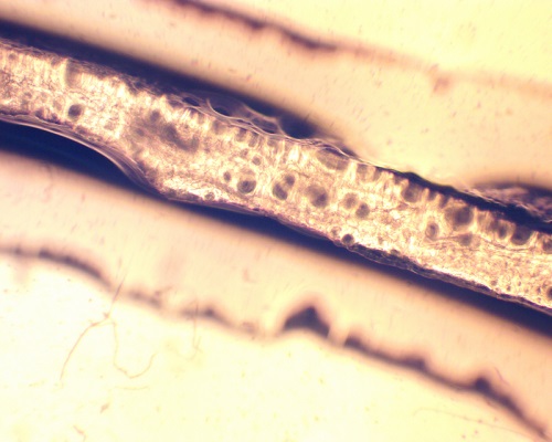 A vertical section of the main fibre of a spinach leaf as seen through an optical microscope