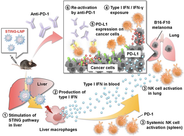 Summary for reducing anti-PD-1 resistance by STING-LNP