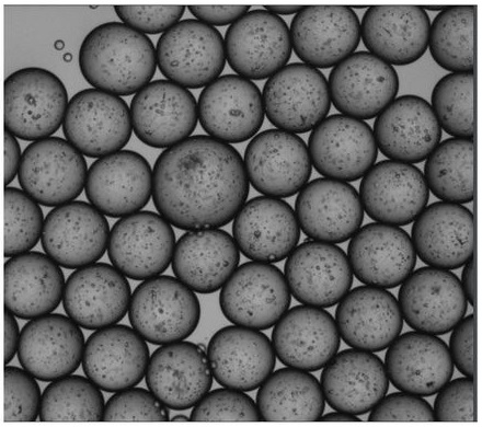 Picture depicting Micro-organospheres (MOS) encapsulating primary tissue derived cells prior to demulsification.