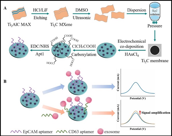 Schematic illustration of the construction of Au–Ti2CTx membrane-based biosensor for exosome detection
