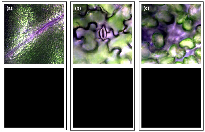 Control images of the leaf surface