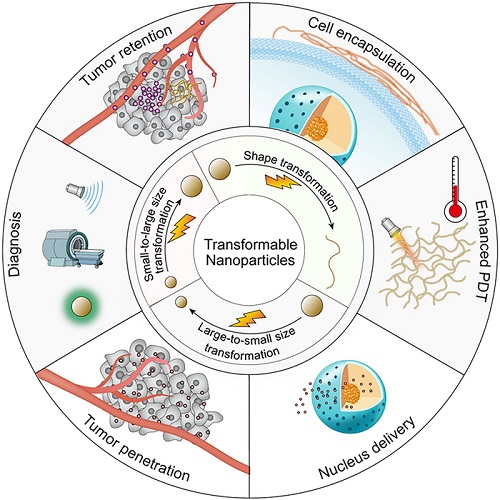 showing great potential in future tumor theranostics