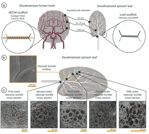 The resulting scaffold is comparable to the human brain vasculature in terms of branching, as well as its chemical composition and vessel size