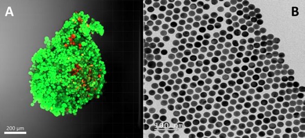 (A) Fluorescence photography of a 3D fibroblast culture (a healthy cell type) and (B) image of the gold nanoparticles used in SERS technology.