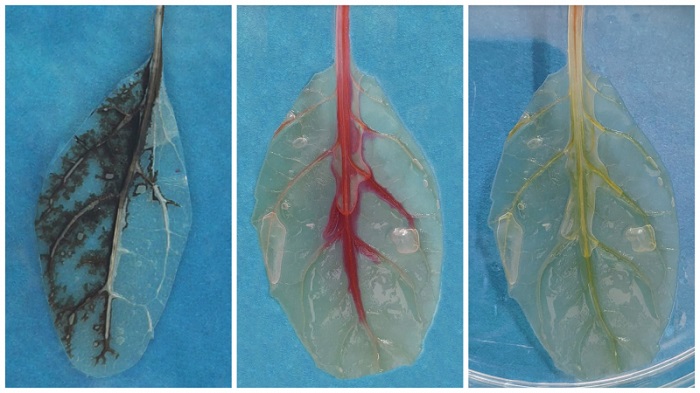 Left: the testing system with thrombolytic nanoparticles inside