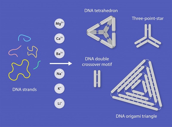 Figure of the four DNA nanostructure types that the team assembled using six different metal ions including calcium, barium, sodium, potassium, lithium and magnesium.