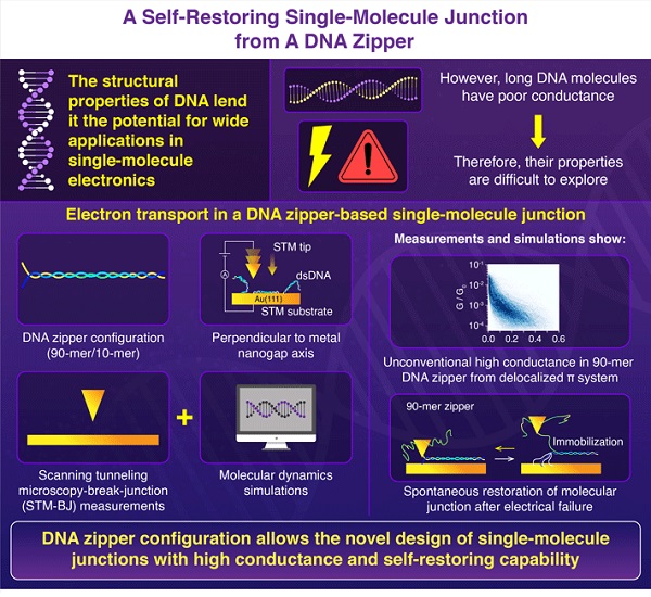 Single-molecule junction spontaneously restored by DNA zipper