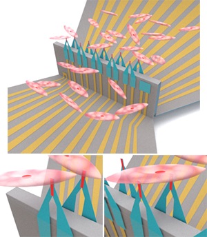 Illustration of the device interfacing with heart cells (top). The sensors can monitor electrical signals in multiple single cells at once (bottom left) and at two sites in one cell (bottom right)