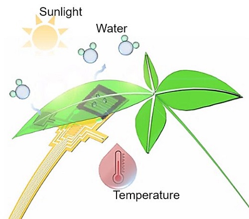 Integrated flexible device attached onto the lower epidermis of the leaf to monitor transpiration processes