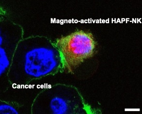 Magnetically activated NK cells contacting cancer cells.