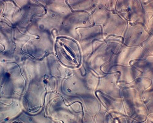 The stomata of the decellularized spinach leaf scaffold as seen through an optical microscope